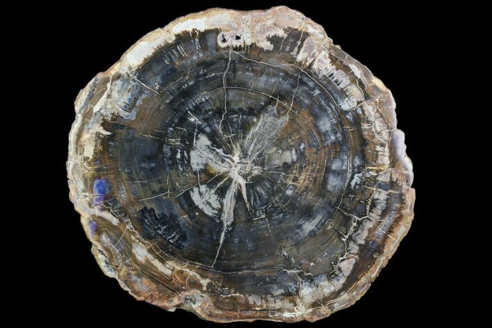 Bargain, Petrified Wood (Araucaria) Round - Madagascar #102433